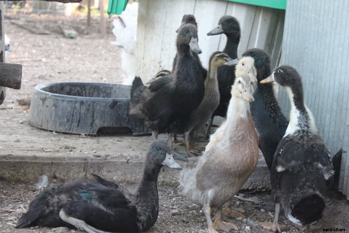 A Beginners Guide to Raising Ducks