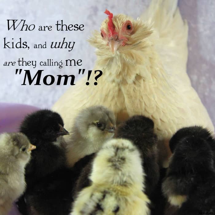 An Experts Guide to Raising Healthy Chicks (and Surviving Chick Days)
