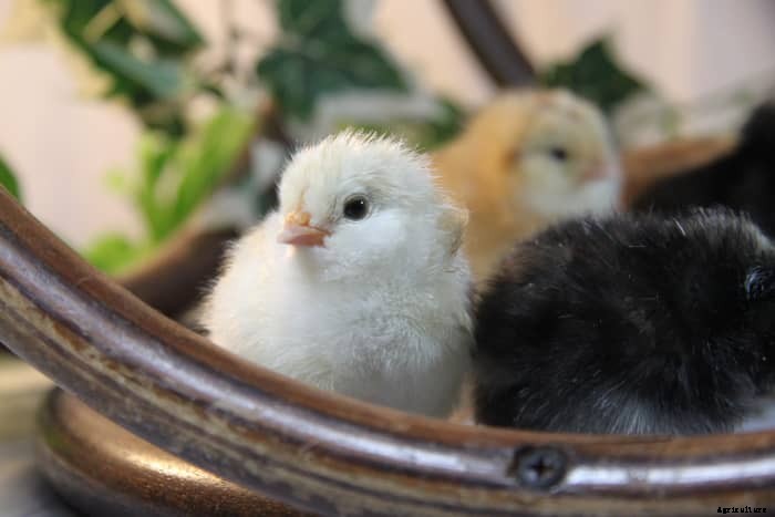 An Experts Guide to Raising Healthy Chicks (and Surviving Chick Days)