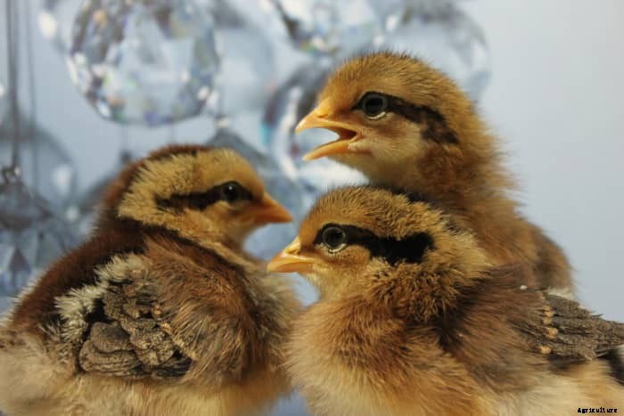 An Experts Guide to Raising Healthy Chicks (and Surviving Chick Days)