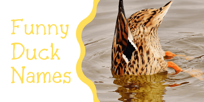 250+ Duck Names for Your Feathered Friend (From Aflac to Xerxes)