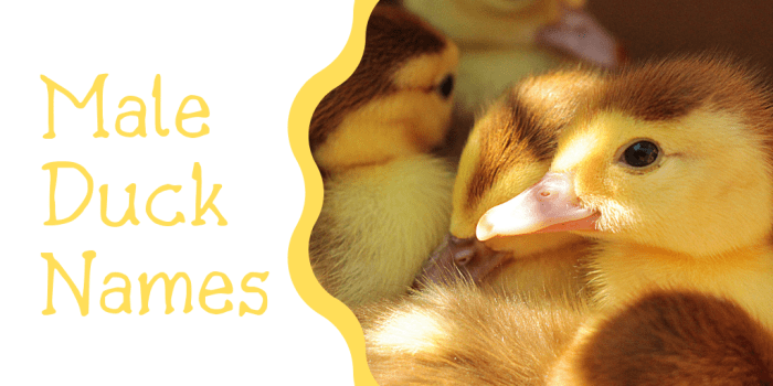 250+ Duck Names for Your Feathered Friend (From Aflac to Xerxes)