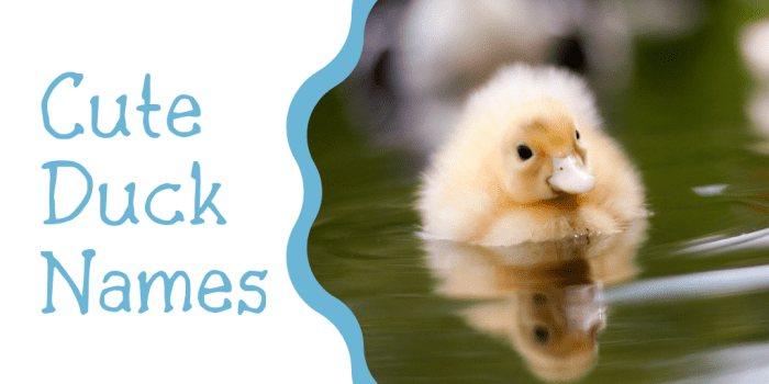 250+ Duck Names for Your Feathered Friend (From Aflac to Xerxes)