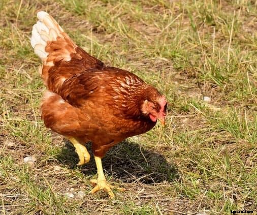 Training Chickens: Is It Possible?