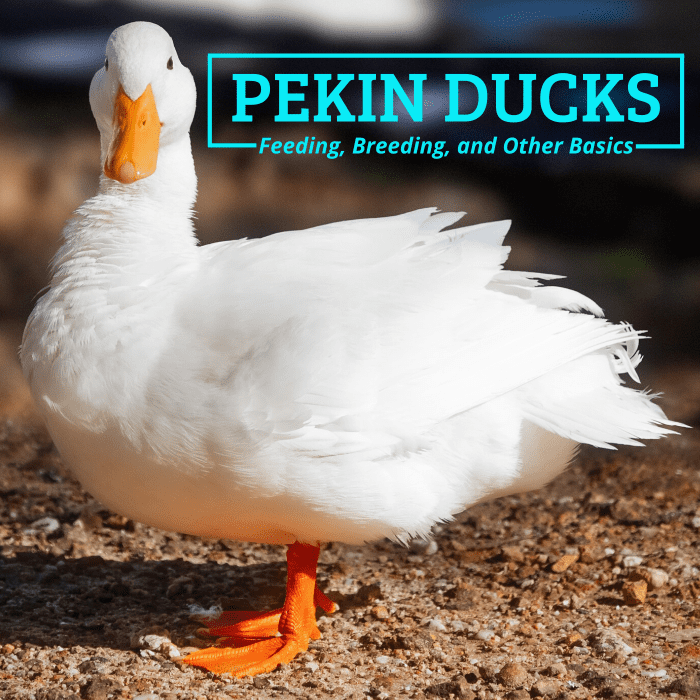 Everything You Need to Know About Pekin Ducks