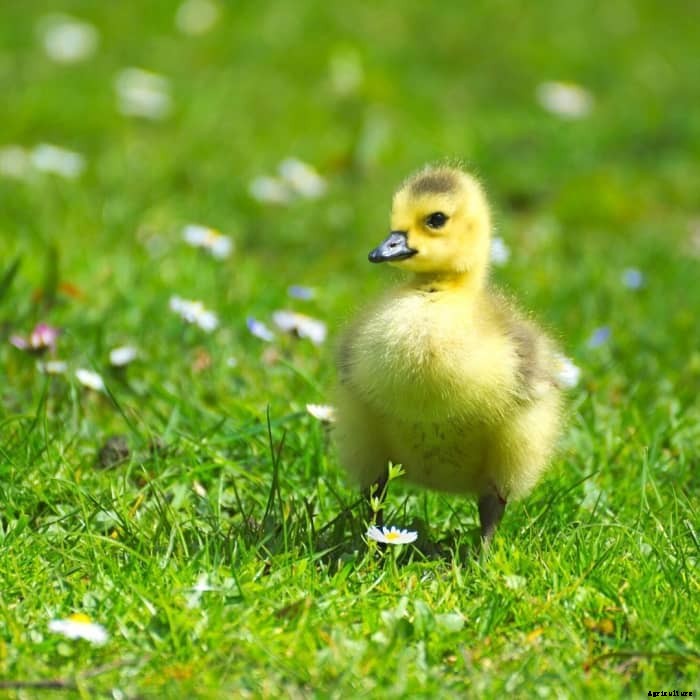 100+ Creative Names for Your Chicken