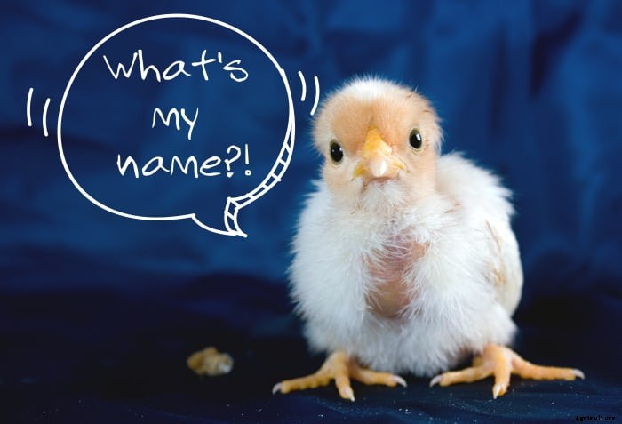 100+ Creative Names for Your Chicken