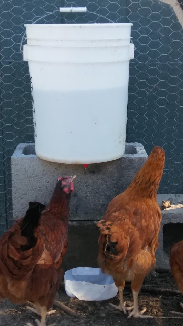 DIY Automatic Chicken Watering System for Under $10