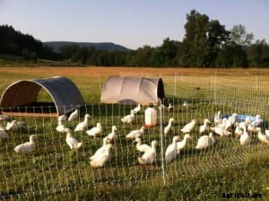 What Is a Domestic Duck?