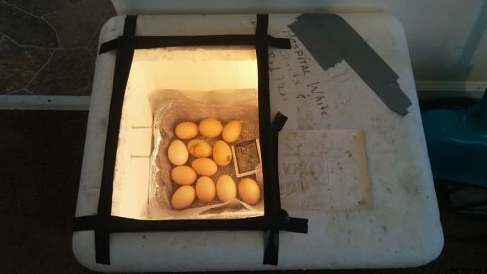 How to Build a Homemade Chicken Egg Incubator for Less Than $20
