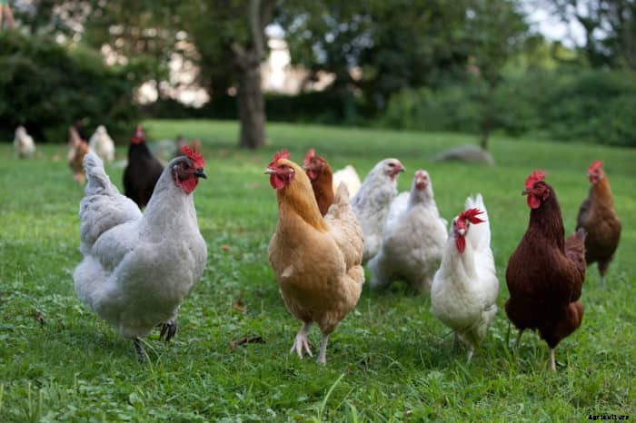 How to Start and Raise Backyard Chickens: Building a Foundation Flock