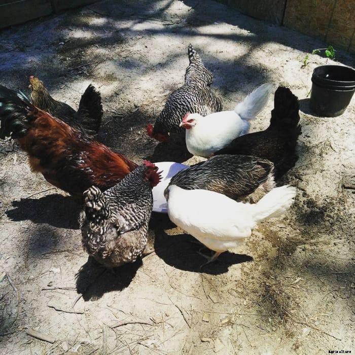 The 5 Best Chicken Breeds for Your Homestead