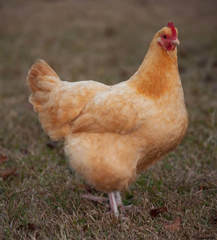 The 5 Best Chicken Breeds for Your Homestead