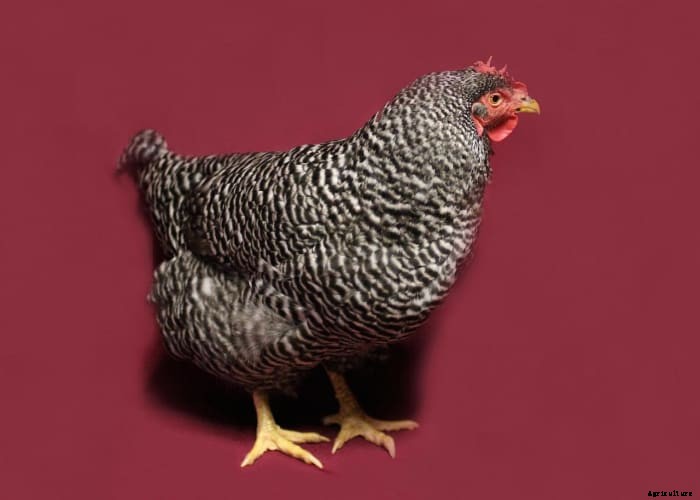 The 5 Best Chicken Breeds for Your Homestead