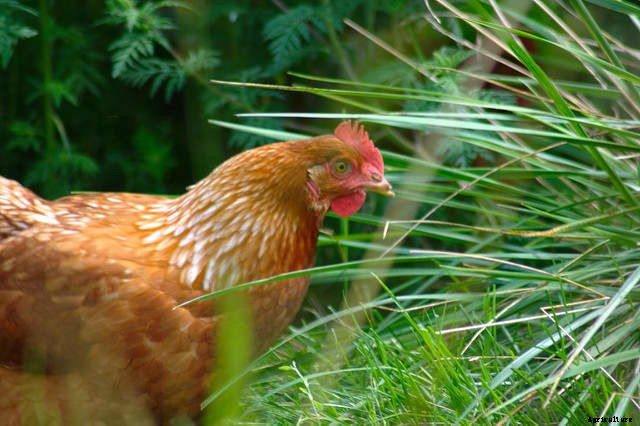 Mistakes to Avoid When Raising Chickens: Our Story
