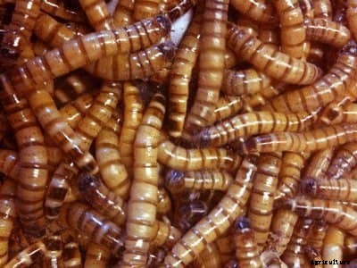 The 10 Best Natural Snacks and Treats for Ducks