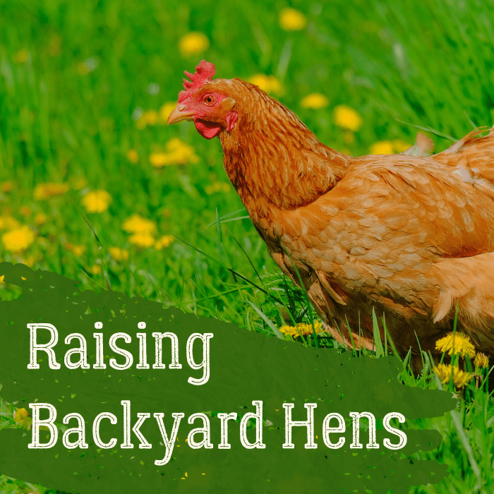 10 Excellent Insider Tips for Raising Backyard Hens
