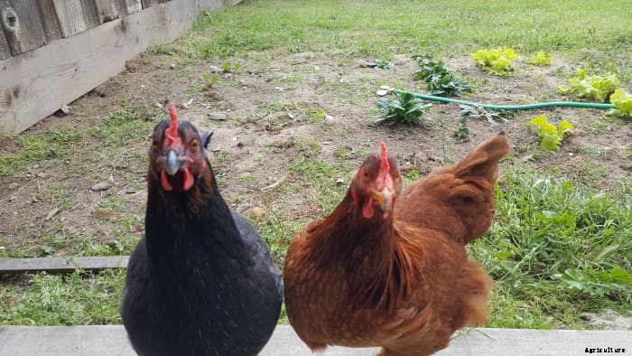 10 Excellent Insider Tips for Raising Backyard Hens