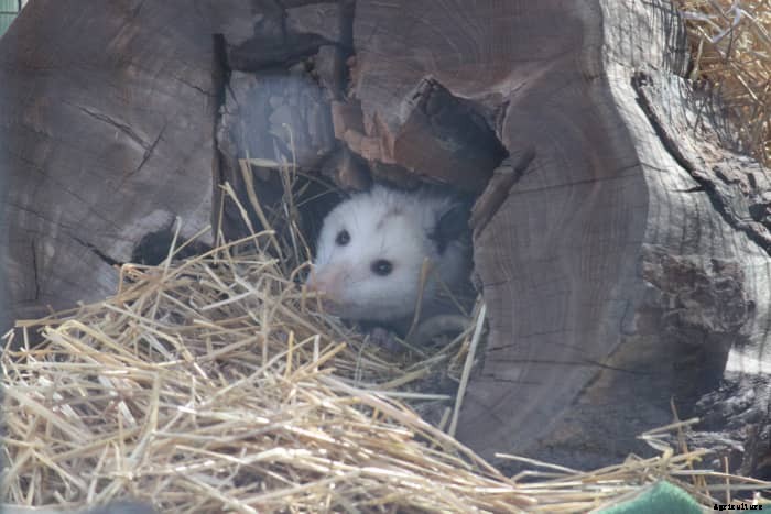 12 Most Common Chicken Predators in the U.S.