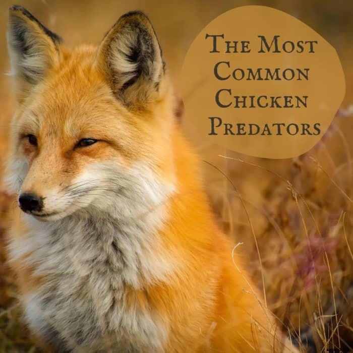 12 Most Common Chicken Predators in the U.S.