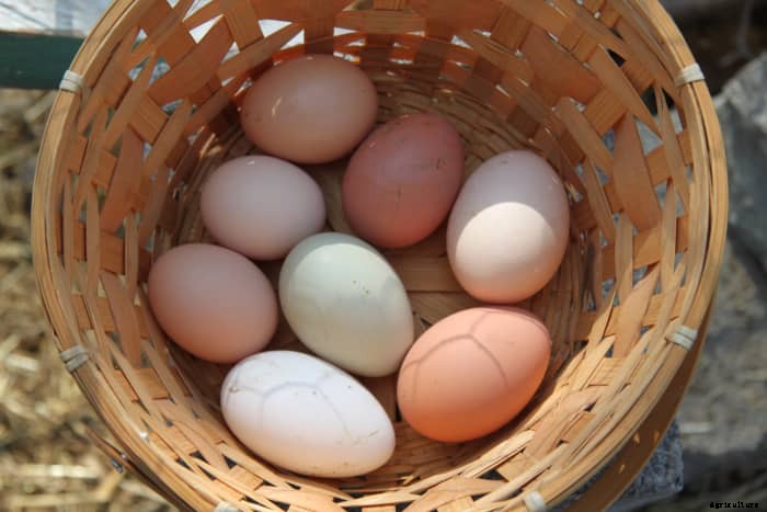 What You Can Do About Chickens Eating Eggs