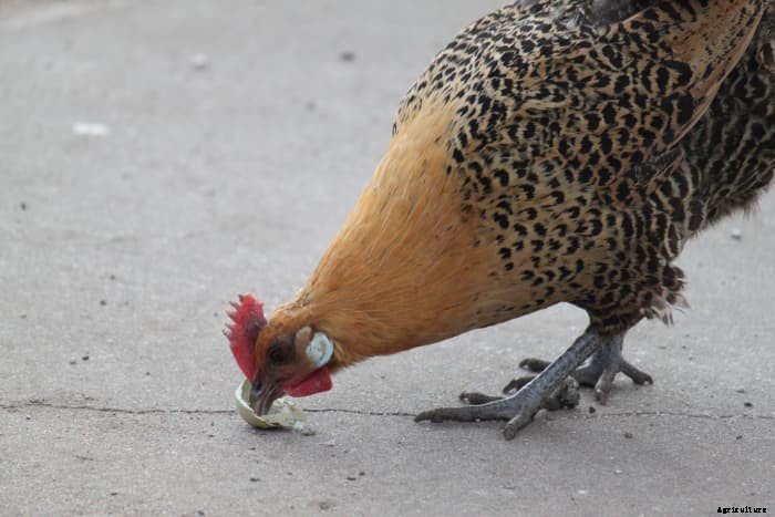 What You Can Do About Chickens Eating Eggs