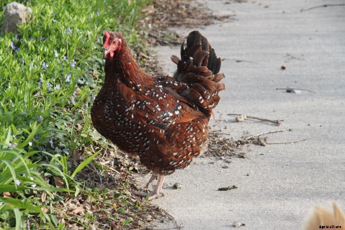 What You Can Do About Chickens Eating Eggs