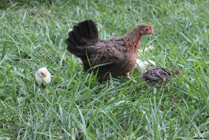 Which Chicken Breeds Are Broody? (And How to Care for Mother Hens)