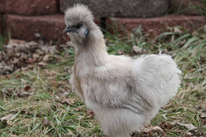 Which Chicken Breeds Are Broody? (And How to Care for Mother Hens)