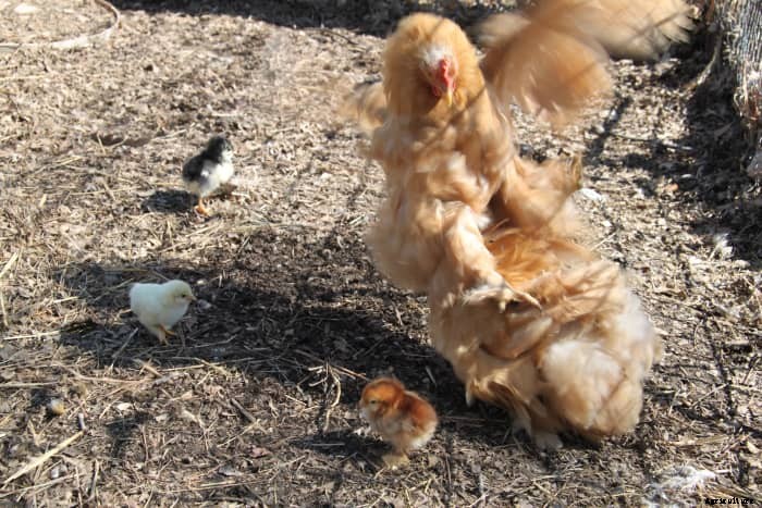 Which Chicken Breeds Are Broody? (And How to Care for Mother Hens)