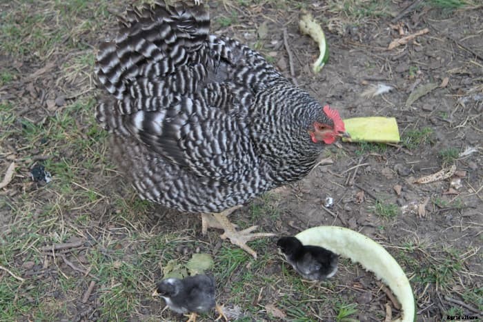Which Chicken Breeds Are Broody? (And How to Care for Mother Hens)