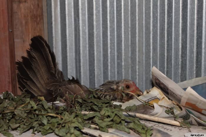 Which Chicken Breeds Are Broody? (And How to Care for Mother Hens)