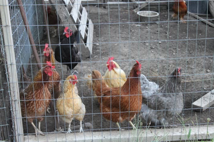 A Guide to Keeping Chickens in Confinement