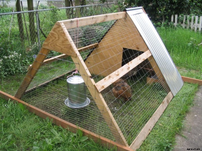 A Guide to Keeping Chickens in Confinement