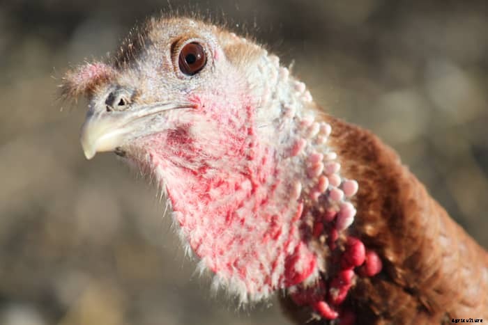 The Terrible Truth About Raising Turkeys