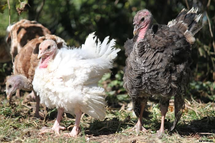 The Terrible Truth About Raising Turkeys