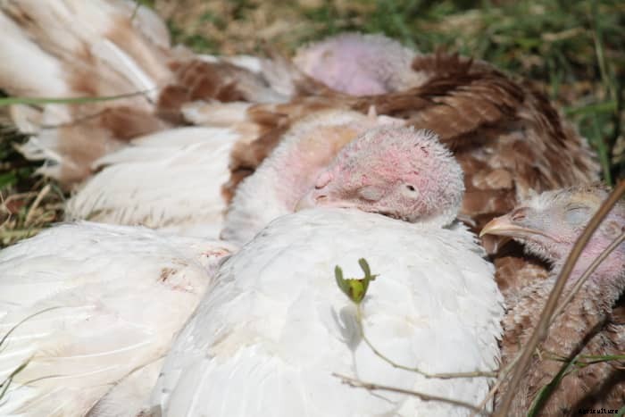 The Terrible Truth About Raising Turkeys