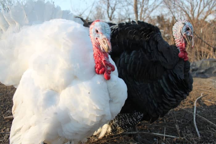 The Terrible Truth About Raising Turkeys