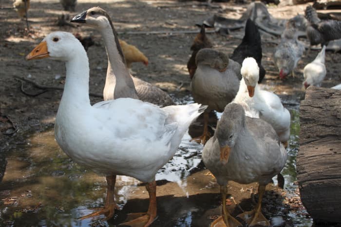 Great Reasons to Raise Geese in Your Back Yard