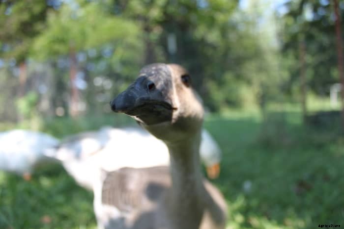 Great Reasons to Raise Geese in Your Back Yard