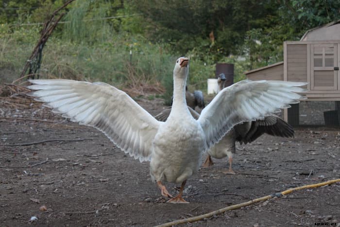 Great Reasons to Raise Geese in Your Back Yard