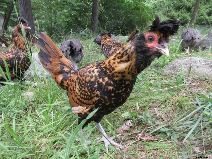 10 Different Types of Food to Feed Your Chickens