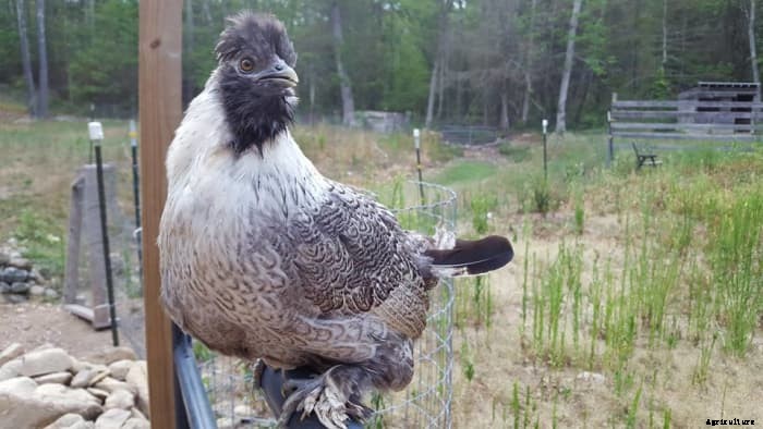 10 Different Types of Food to Feed Your Chickens