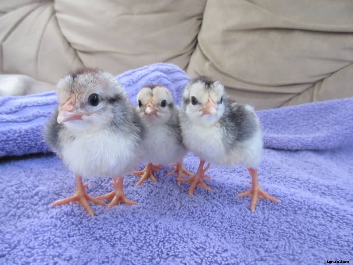 10 Different Types of Food to Feed Your Chickens