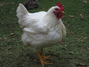 10 Different Types of Food to Feed Your Chickens