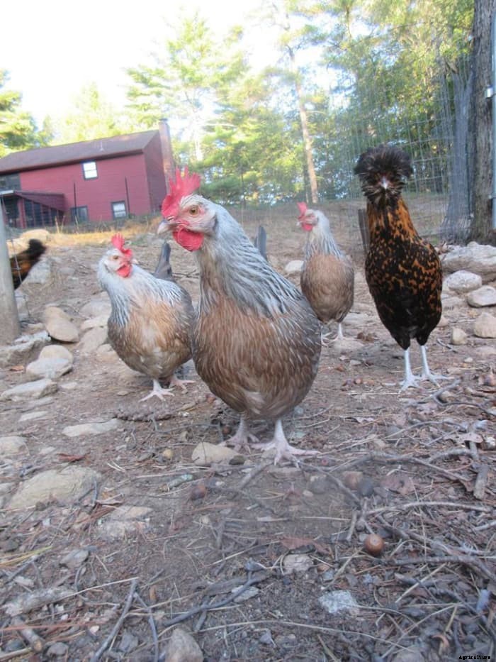 10 Different Types of Food to Feed Your Chickens