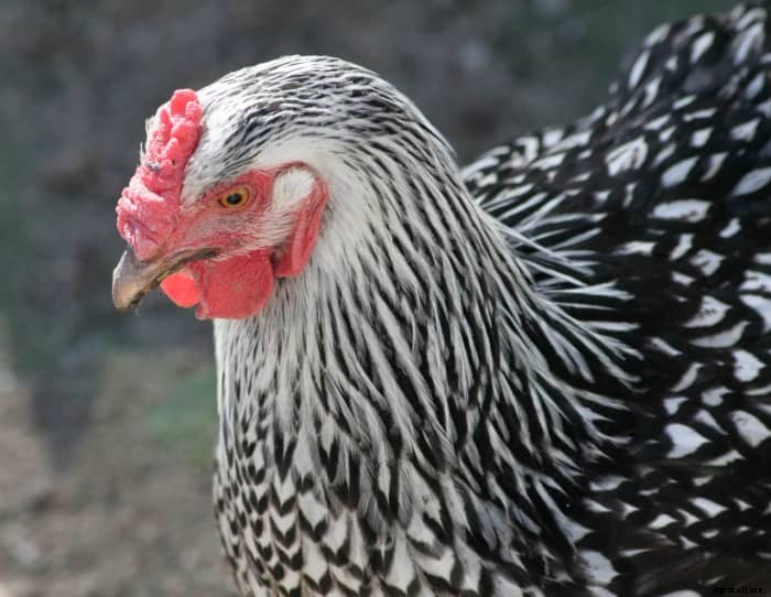 6 Reasons to Keep a Rooster in Your Yard