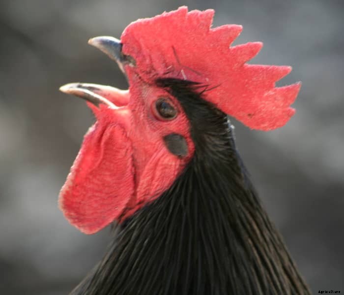 6 Reasons to Keep a Rooster in Your Yard