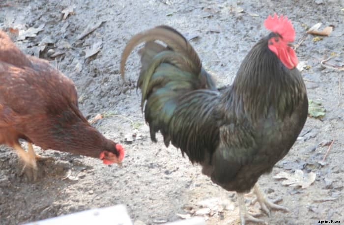 6 Reasons to Keep a Rooster in Your Yard