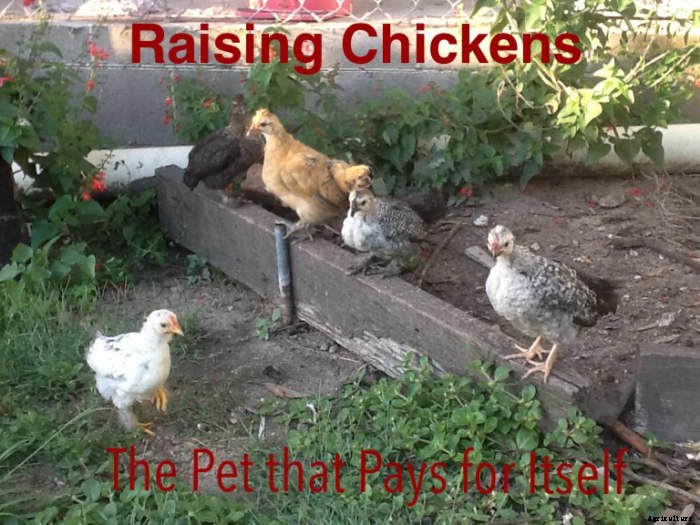 Raising Chickens (the Pet That Pays for Itself)